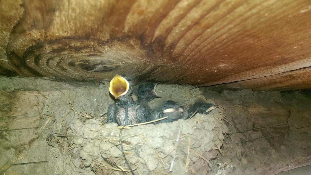 Casa Rural Vilaspasa, Alquiler Integro Gotarta Luaran gambar